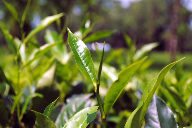 tea-leaf-1338748.jpg